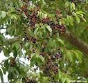 Black Cherry (Prunus serotina)
