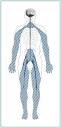 Diabetic Neuropathies: The Nerve Damage of Diabetes - National ...