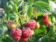 FRAMBOISIER : plantation, culture et palissage