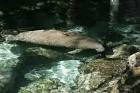 Aquatic animal mammal - via Daymix