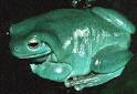 Introduction to the Amphibia