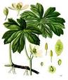 <b>Podophyllum peltatum</b> American