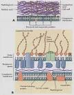 Medical Microbiology @ DigitalProteus.