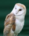 Barn Owl   Tyto alba The Aviary at Owls