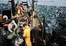 commercial fishing -- Britannica Online Encyclopedia