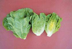 Sałata rzymska jest sałatą długolistną (Lactuca sativa L. var. longifolia Lam.) .