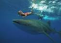Whale Shark Encounter