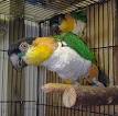 220px-Black-headed_Caique_ ...