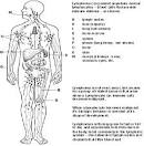 <b>lymphoma</b>-sites.gif (37953