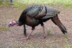 Turkey (bird) - News - Bubblews
