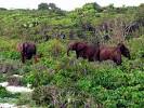 Loango National Park Photos - Featured Images of Loango National ...