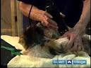 Long-hair cats may need help with grooming - Worldnews.