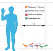 Parvicursor - Wikipedia, the free encyclopedia