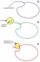 A Creationist Perspective of Beneficial Mutations in Bacteria ... 