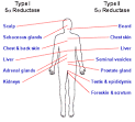 male and female pattern baldness information