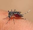 aedes