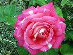Fotos De Flores Bonitas