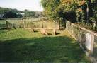 Capybara browse in the 'flooded forest' part of the park. - via Daymix