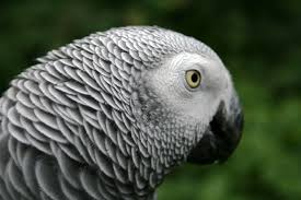 ^_____صور ببغاوات_____^ images?q=tbn:ANd9GcTYZIz5UCHjGP3jzhaYt_yJgg5VKWsHzsLxb8kpIhD2TrRdjIOB6Q