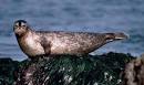 Alaska Sea Grant: Harbor Seal | Marine education | Alaska Sea Grant