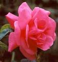 Unknown pink rose