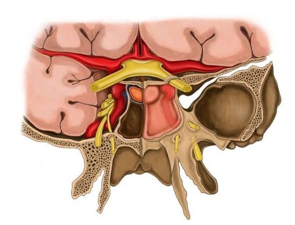 Pituitary Gland Function: Anatomy & Function of the Master ...