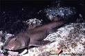 FLMNH Ichthyology Department: Horn Shark