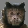 Living Links - Capuchin Research