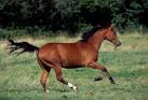 Quarter Horses: Your Best Site for Horse Photos