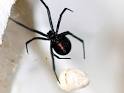 Black Widow Spider Bite Symptoms, Diagnosis, Treatment and ...