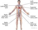 The New York Times > Health > Image > Deep Veins