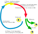Cell cycle