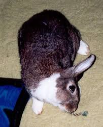 داء الدوران في الأرانب Listeriasis in rabbits - التواء الرقبه في الارانب Images?q=tbn:ANd9GcTZIMdyMyDnC37Rzz9g-ec5NvjbtjN8MO-Lw24Ik1o0JG5HOAnq