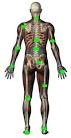 <b>musculoskeletal diseases</b>