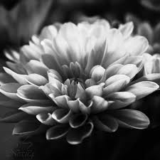 chrysanthemum flower black and white by ~Nexu4 on deviantART - chrysanthemum_flower_black_and_white_by_nexu4-d59eydv