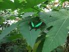 A native of South East Asia, Papilio palinurus, as seen at Pili Palas Nature - via Daymix