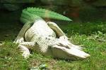 File:Albino alligator.jpg - 维基百科，自由的百科全书