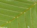 American Beech (Fagus grandifolia var. caroliniana)