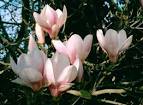 Magnolia Pictures, Magnolia Image, nature Photo Gallery