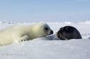 amazing pictures of animals