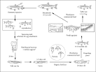 FAO Fisheries &amp; Aquaculture Ctenopharyngodon idellus