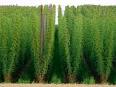 A shortage of hops has beer makers and beer drinkers worried ...