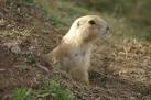 A colony of prairie dogs is - via Daymix