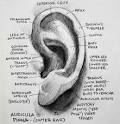 Gurney Journey: The Anatomy of the Ear