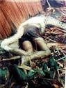 Photos of a Large Snake swallowing a human.