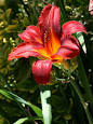 Daylily - Wikipedia, the free encyclopedia