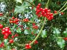 The Holly is one of Britain's - via Daymix