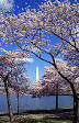 [edit] Cherry Blossom Festival