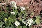 It is high in vitamin C, and was eaten to prevent vitamin C deficiency, - via Daymix