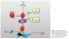 in this <b>syndrome</b>.